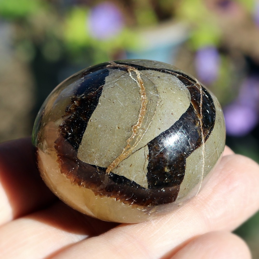 Polished Septarian Nodule (SEP23)