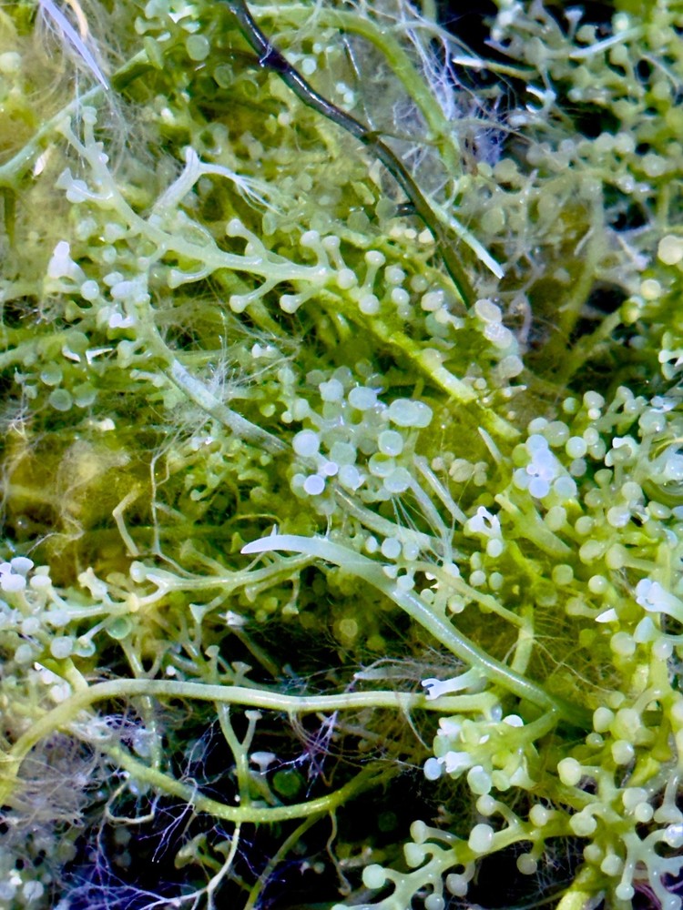 Green Bulb Caulerpa Macroalgae. Ornamental Structure for Display & Refugium