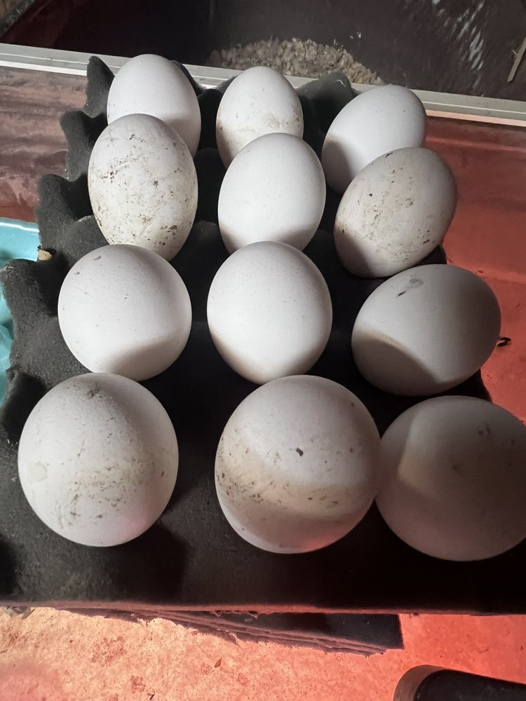 10++ Extra Candy Corn Polish Fertile Hatching Eggs