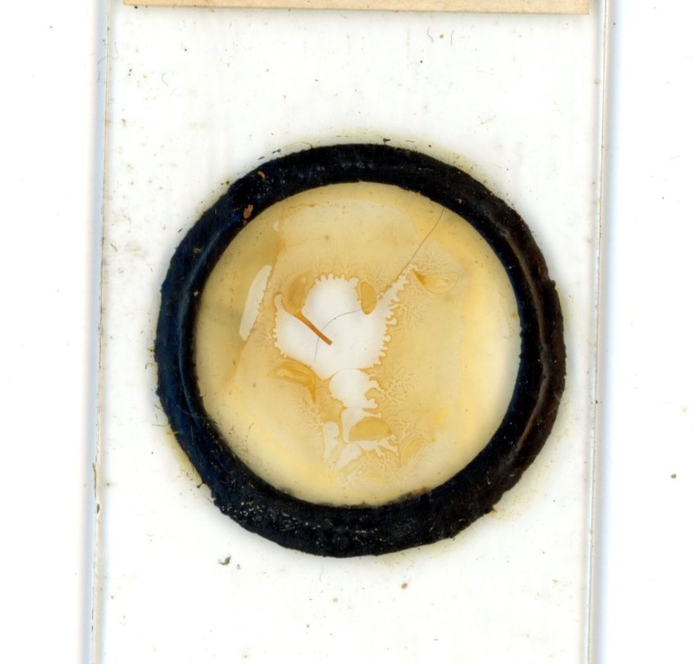 Antique glass Microscope slide Theca Section sample #80