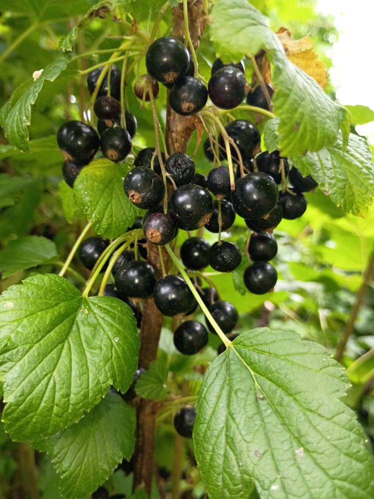 Black Currant Plant - Tiben