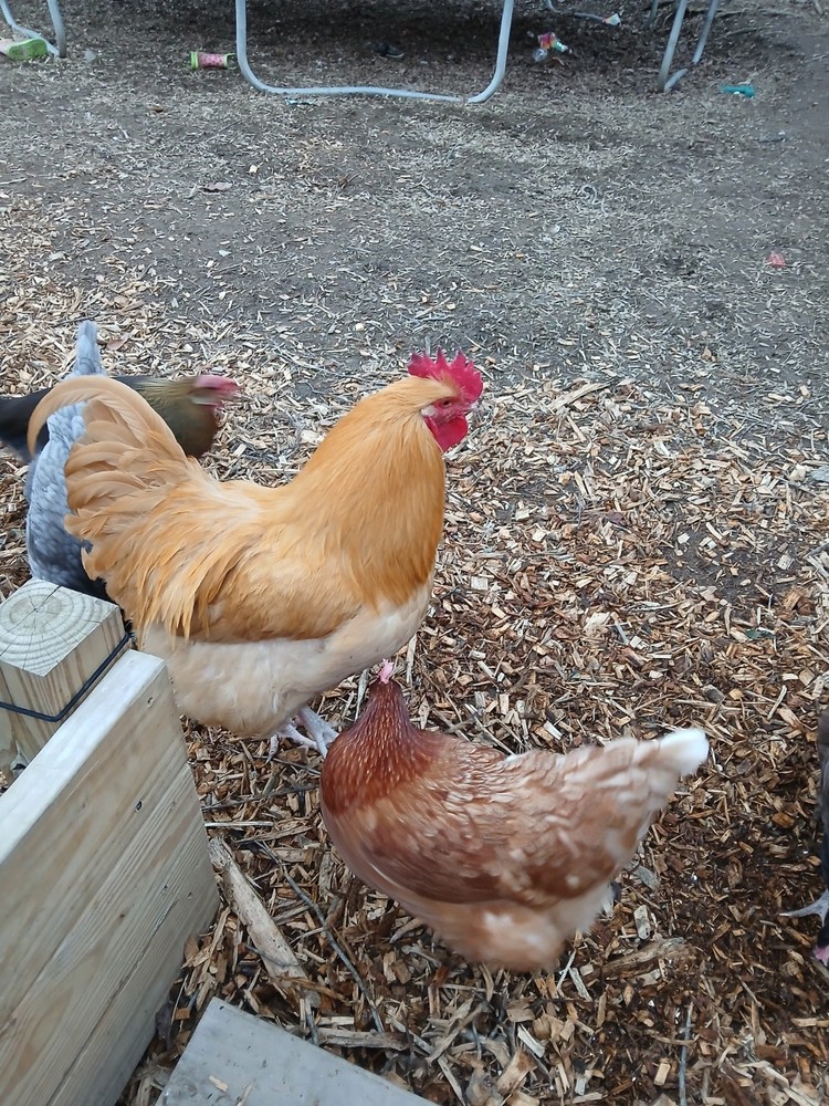 12 Heavy Egg Production Hatching Eggs