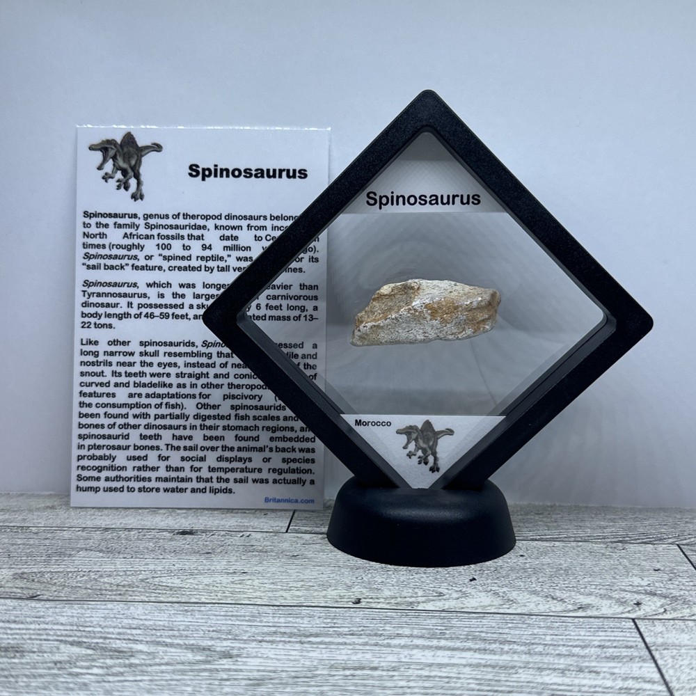 Spinosaurus Extinct Dinosaur Bone Fossil in Display Case