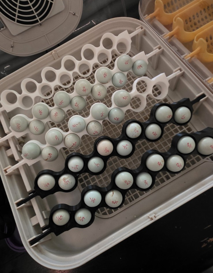 Quail Egg Racks (5) for 30 Egg MaticoopX Incubator – 3D Printed Racks