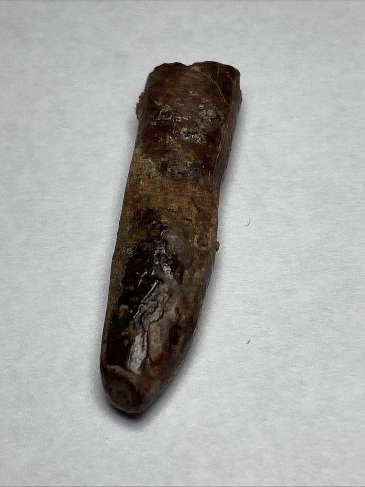 Rebbachisaurus Tooth Rooted