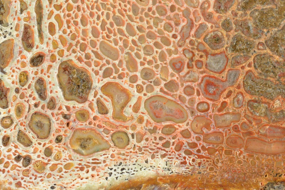 Agatized Dinosaur Bone, Complete Round, Utah, Polished 4.5x2x1"