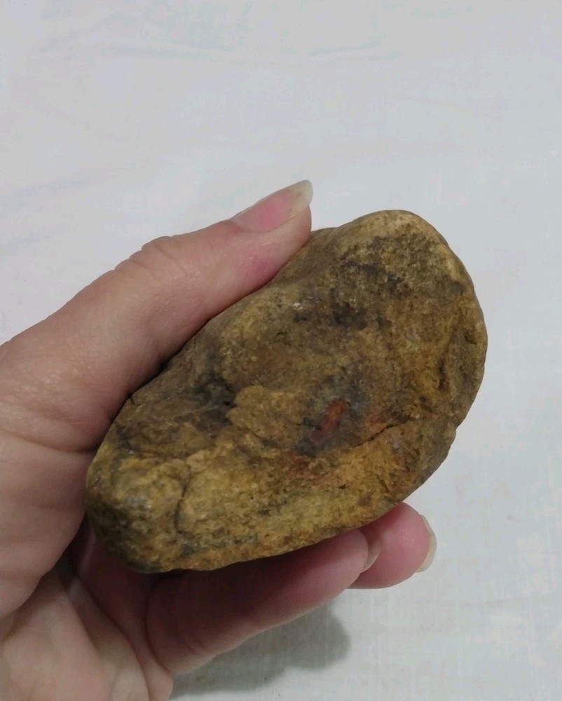 Stigmaria Fossil Root – Lepidodendron Carboniferous Lycopsid Tree Root