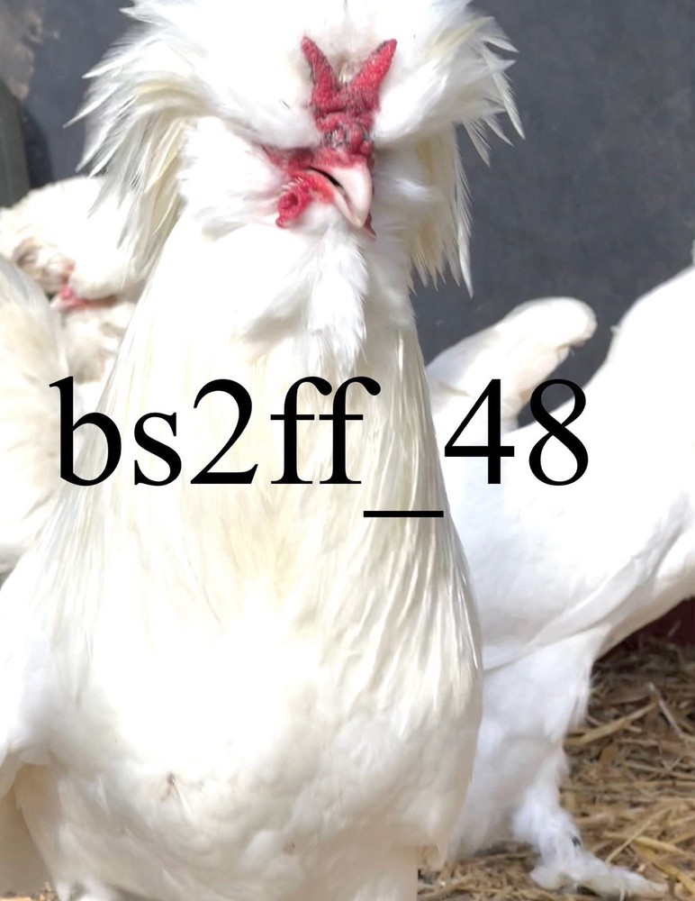 24 Pure Breed Hatching Eggs Variety Pack