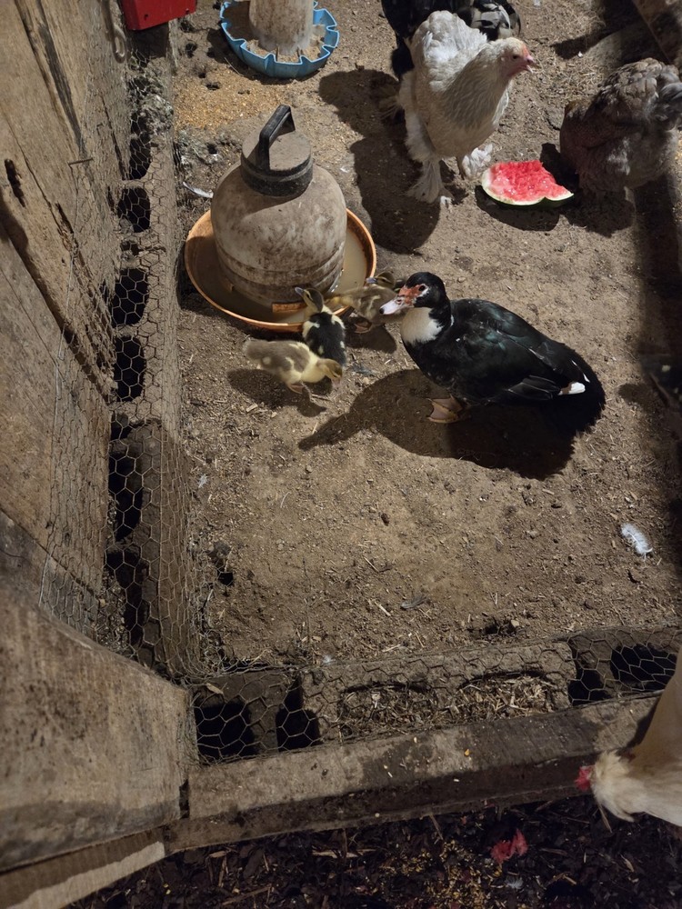 Muscovy Duck Hatching Eggs 12