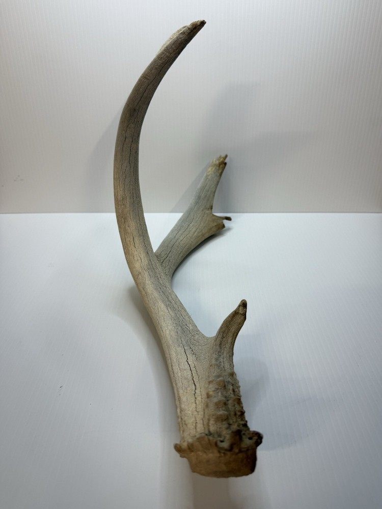 2 Animal Antlers Unknown Animal