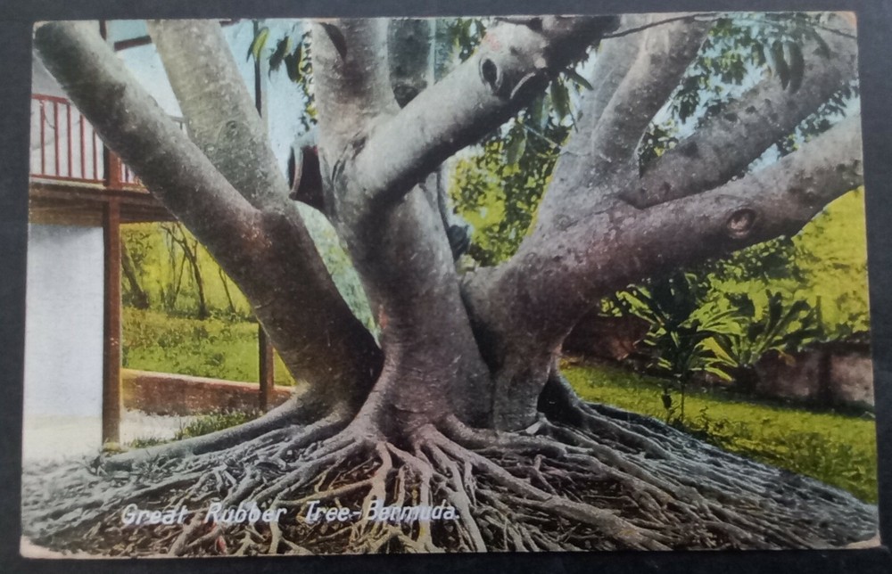 1927 Bermuda Postcard-Great Rubber Tree ties 1d Stamp cd Hamilton