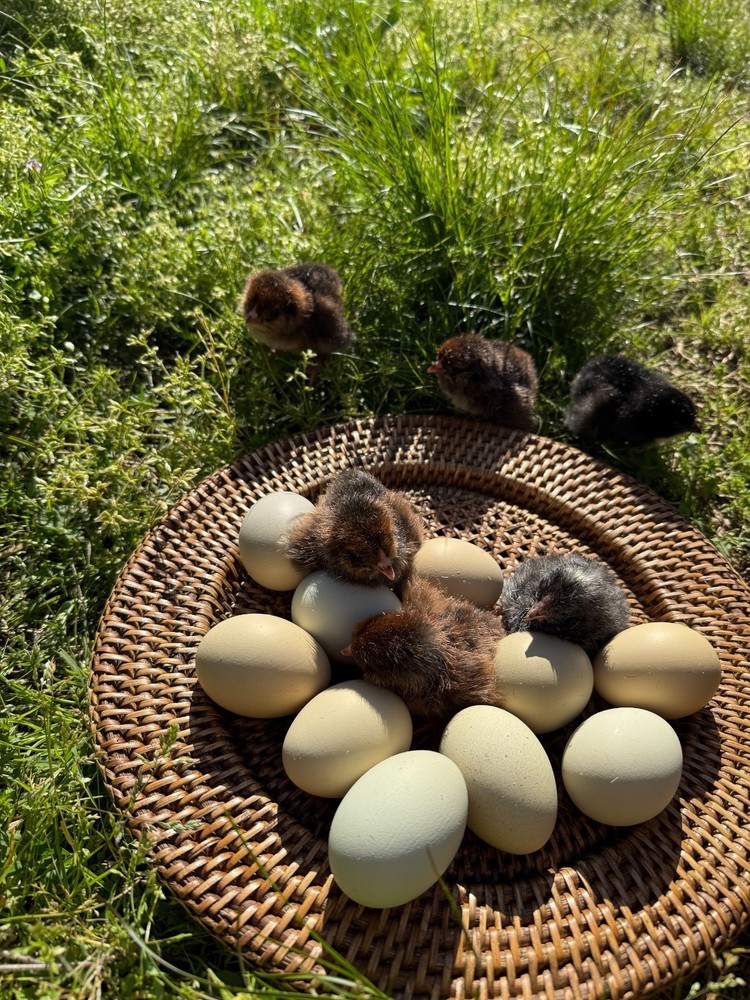 Olive Egger Fertile Hatching eggs 1 dozen / 12 eggs