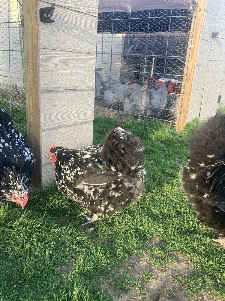 6+ Black Mottled English Orpington Hatching Eggs