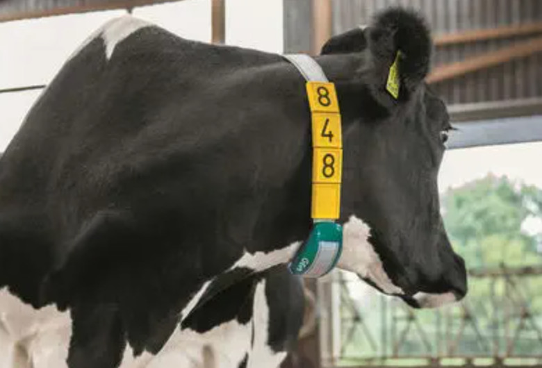GEA Cow Scout Collar