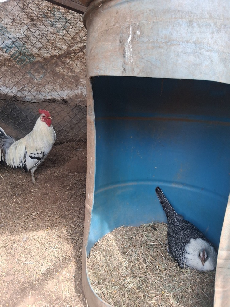 6 +Redmond Pure Hatching Eggs