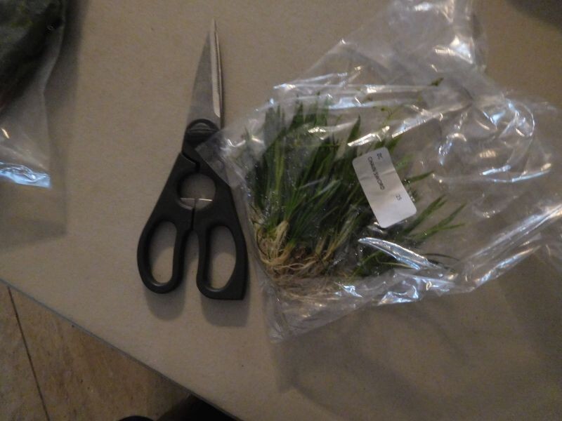 30 pygmy chain swords