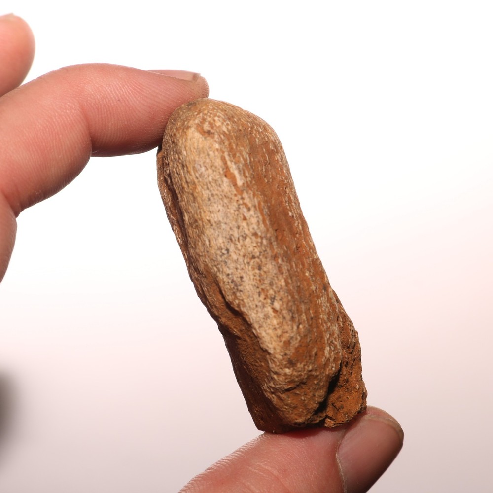 Dinosaur Vertebrae Process - Very Nice Fossil - Hell Creek Formation Cretaceous