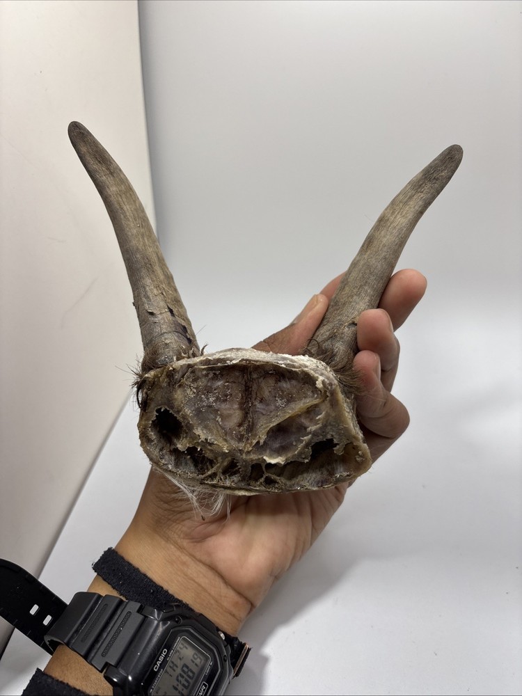 Real Brown Goat Horn: Small