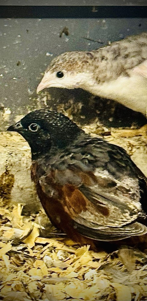 20 Button Quail Hatching Eggs Multiple Colors