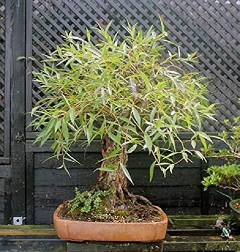 Bonsai Globe Willow Tree - Large Thick Trunk Cutting - Naturally Round