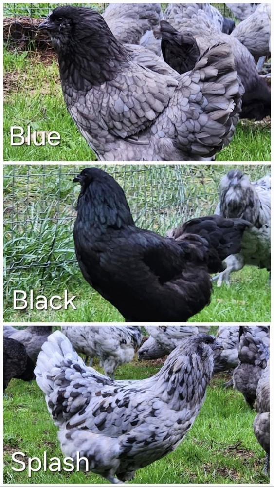 12+ BBS Fibrocana Hatching Eggs!! BLUE EGGS