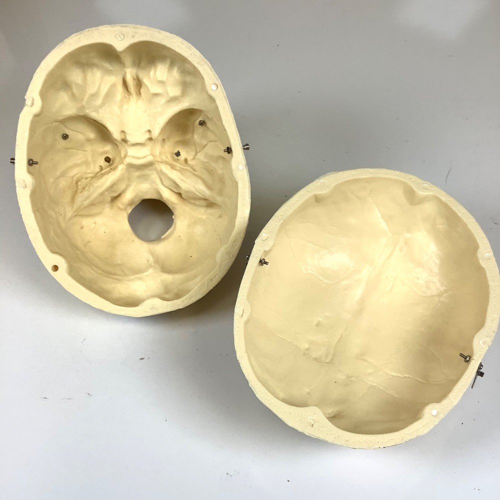 Human Skull Model Anatomical Teaching Skeleton Head Studying Art Removable Top