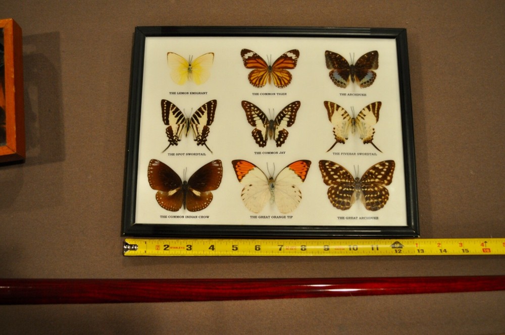 FRAMED Butterflies : 9 Butterflies