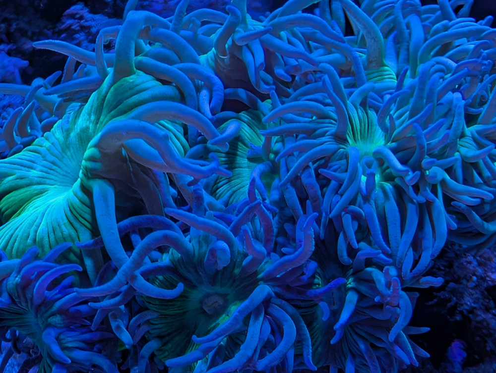 Iron 120 mL - Trace Element for Saltwater Aquariums