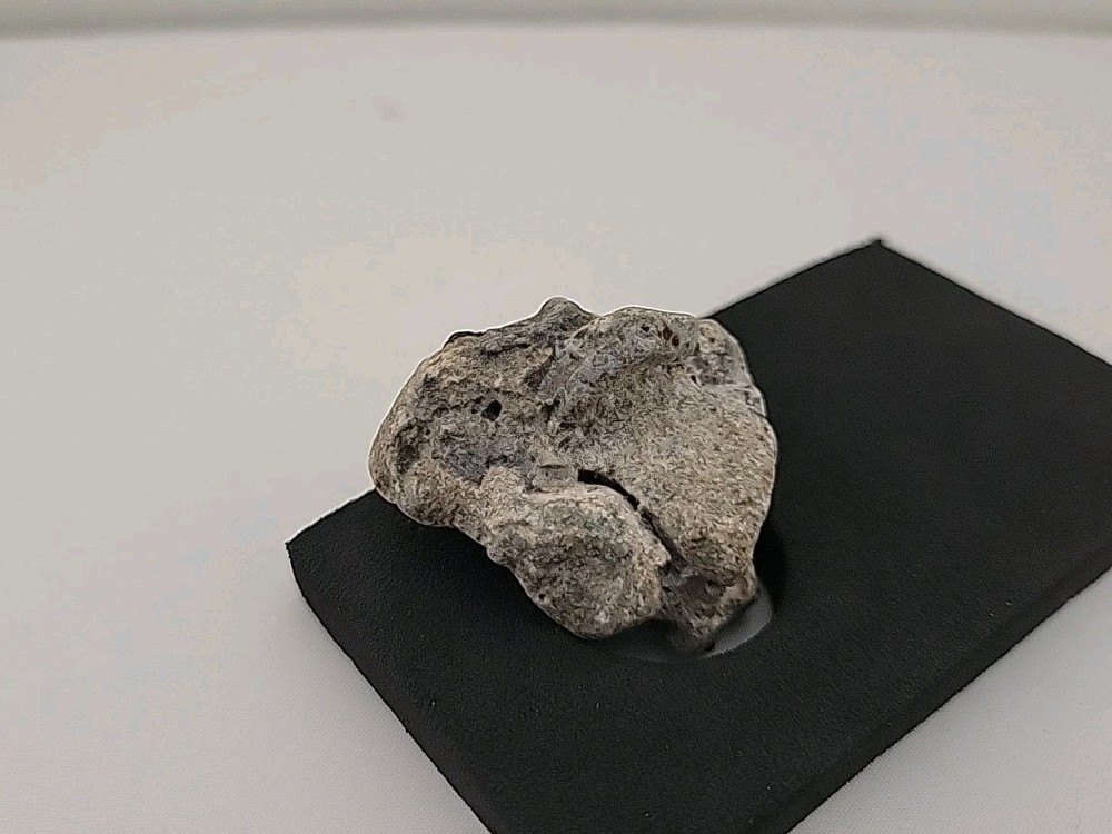 Full Dinosaur Fossil Skull Authentic W/Tick On Neck