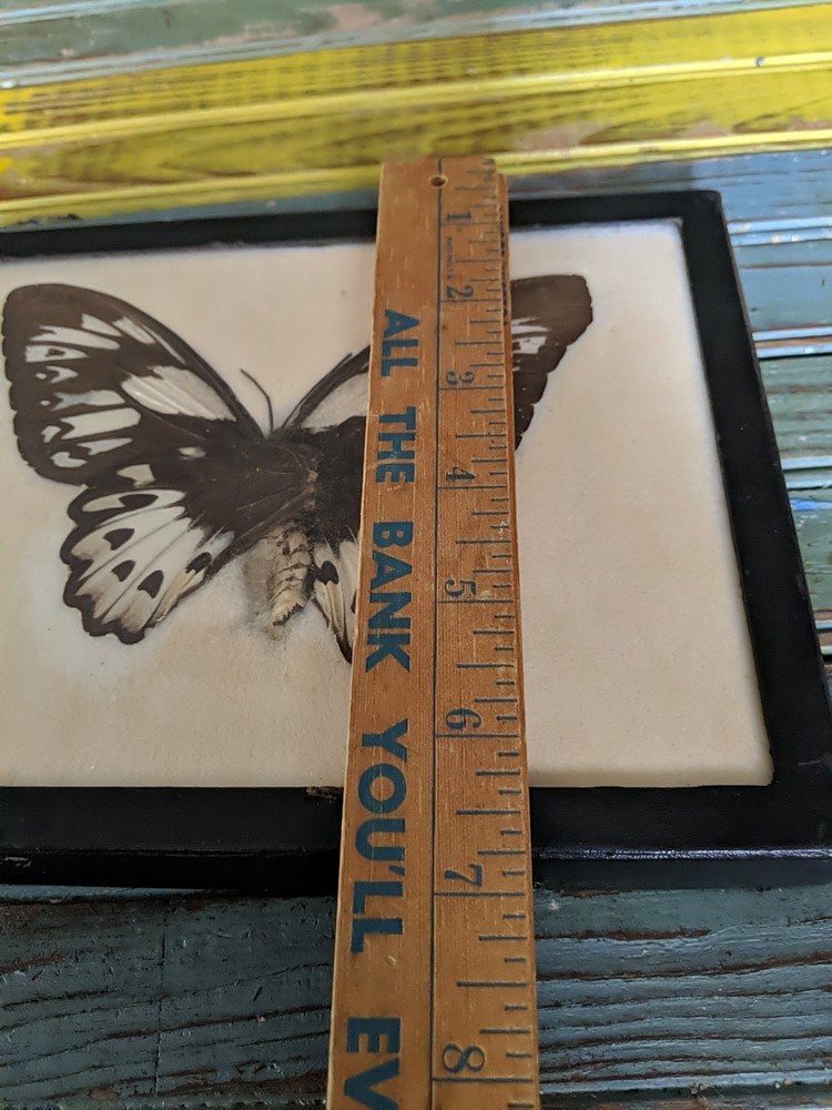 Vintage Real Butterfly,Or Moth Specimen, Framed,