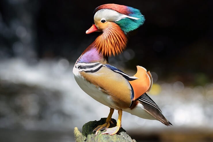 4 Regular SPLIT TO WHITE Exotic Mandarin Duck Hatching Eggs SHIPS NOW FAST! RARE