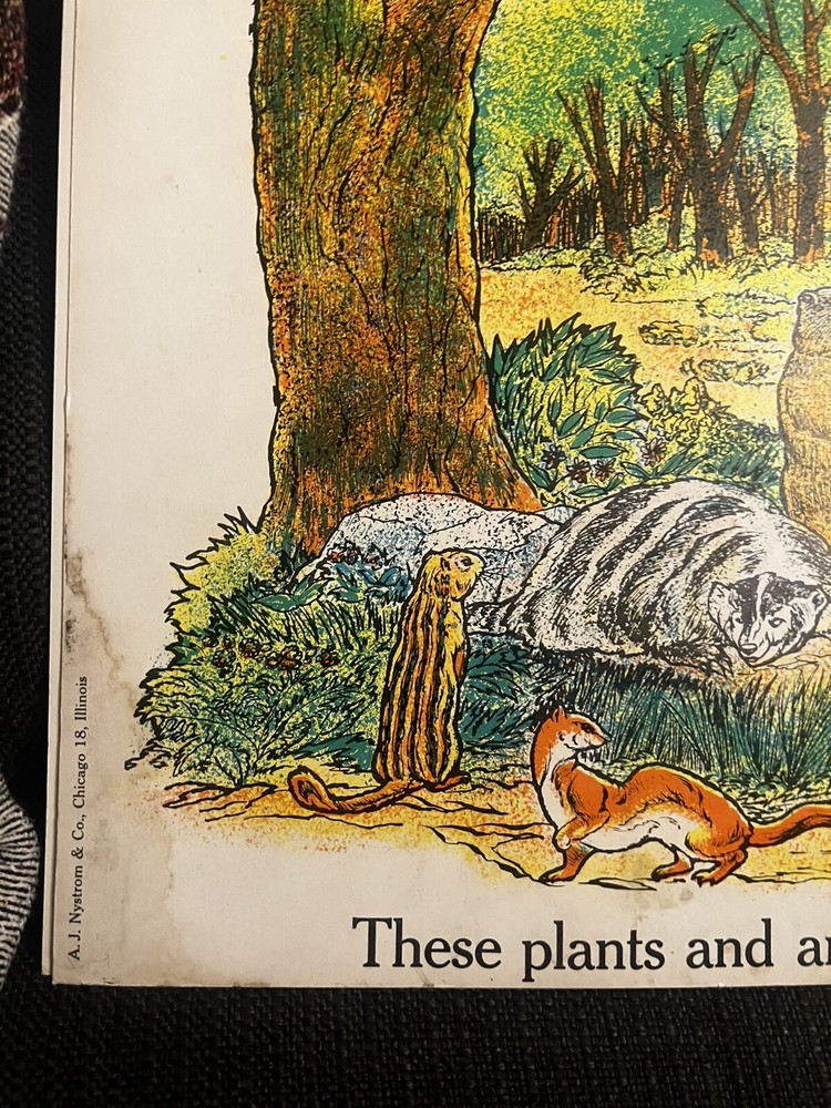 VINTAGE A.J. Nystrom Elementary science chart Plant Environment chart 24 x18.5