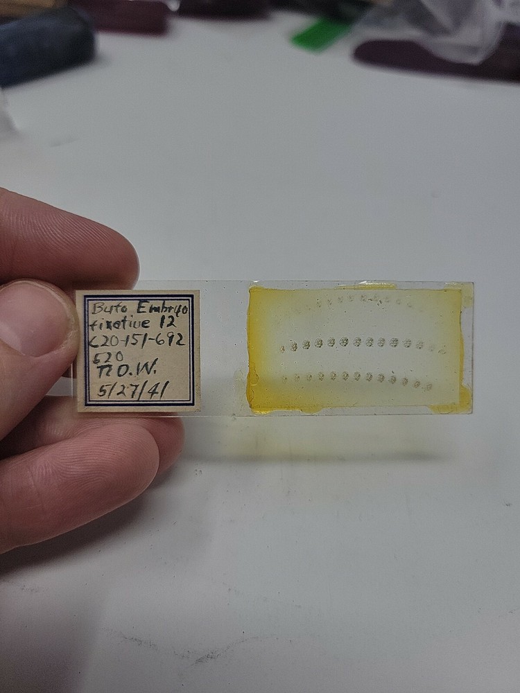 Vintage Microscope Slide 1941