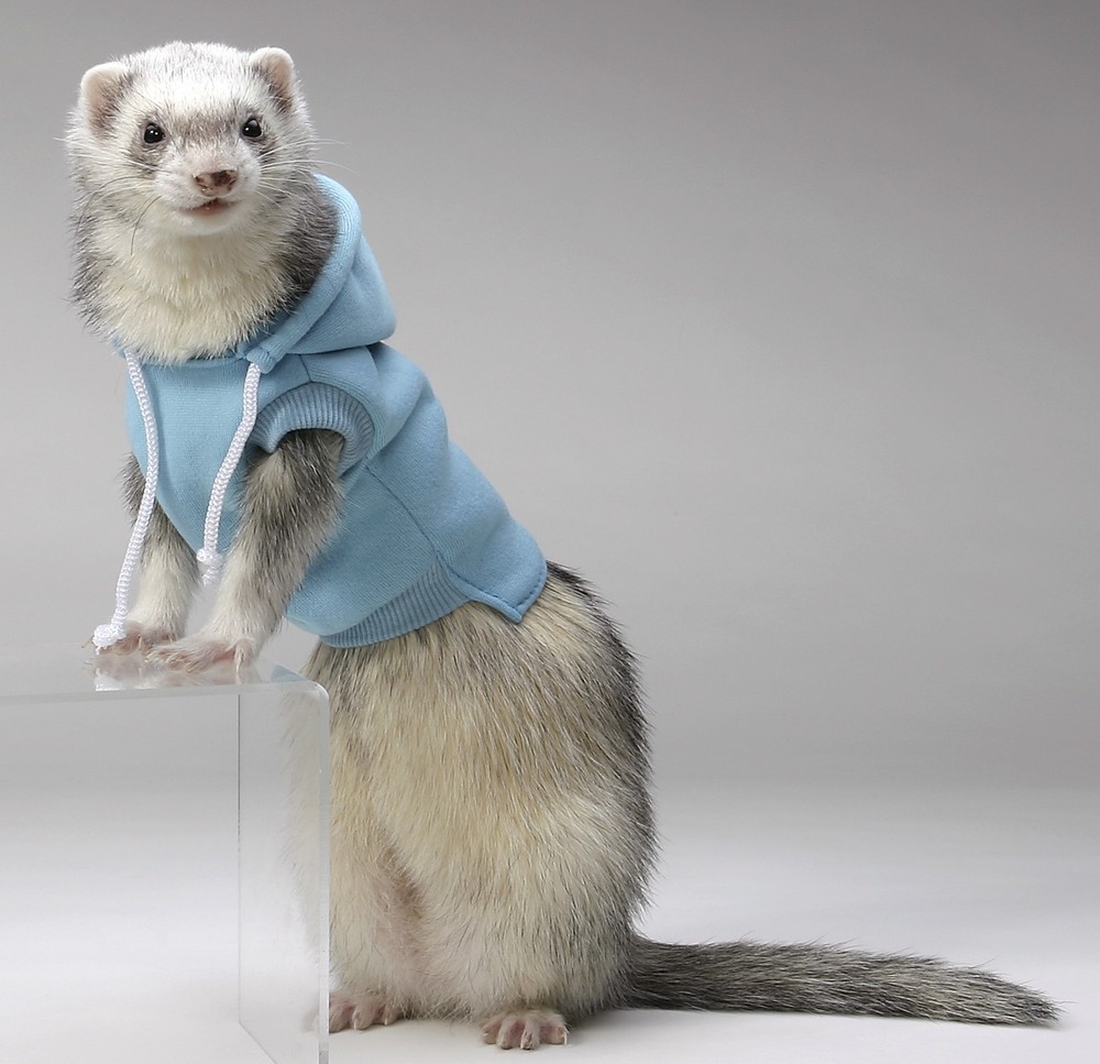 Marshall Ferret Sweatshirt, GREEN