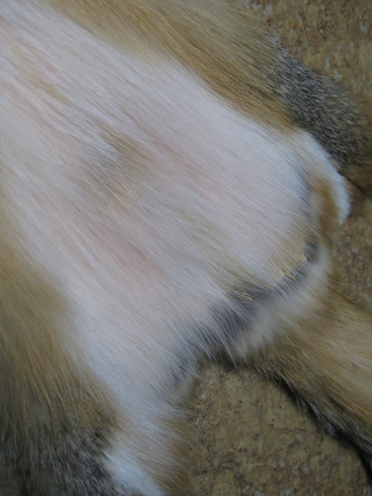 Tanned Grey Fox Damaged #0013109 Row A-1