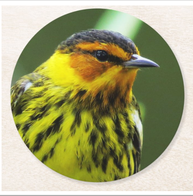 Cape May Warbler Songbird COASTER -