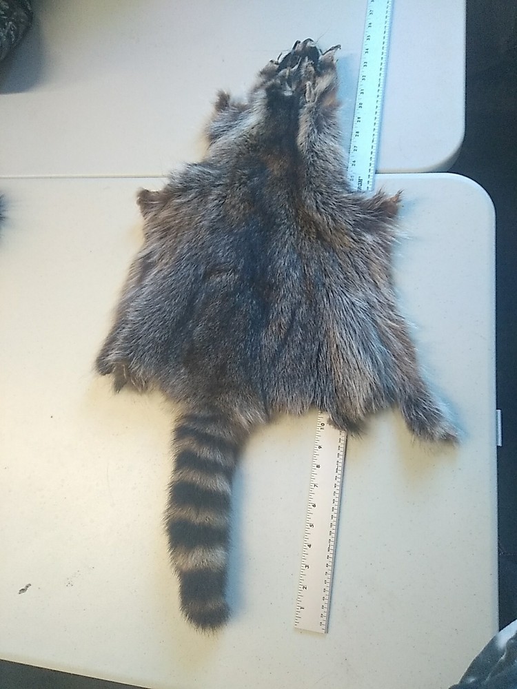 Tanned Raccoon Hide #57