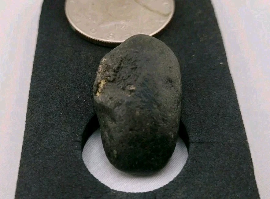 Real Permineralized Reptile Egg Fossil Lizard 🦎