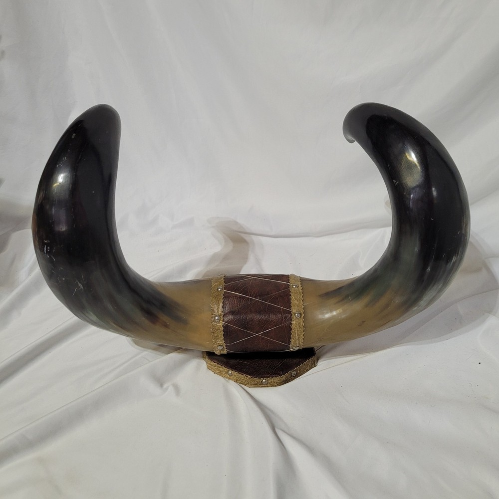 Buffalo Horn Wall Mount Decor 19x13