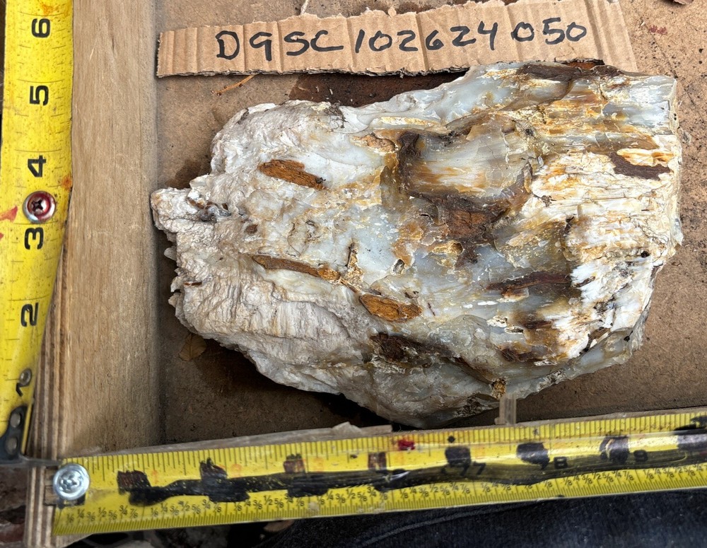 Silver Creek Junction petrified wood