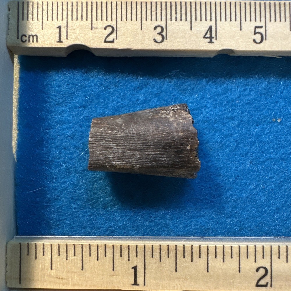 Dimetrodon Limb Bone Fossil in Display Case Extinct Pre-Dinosaur
