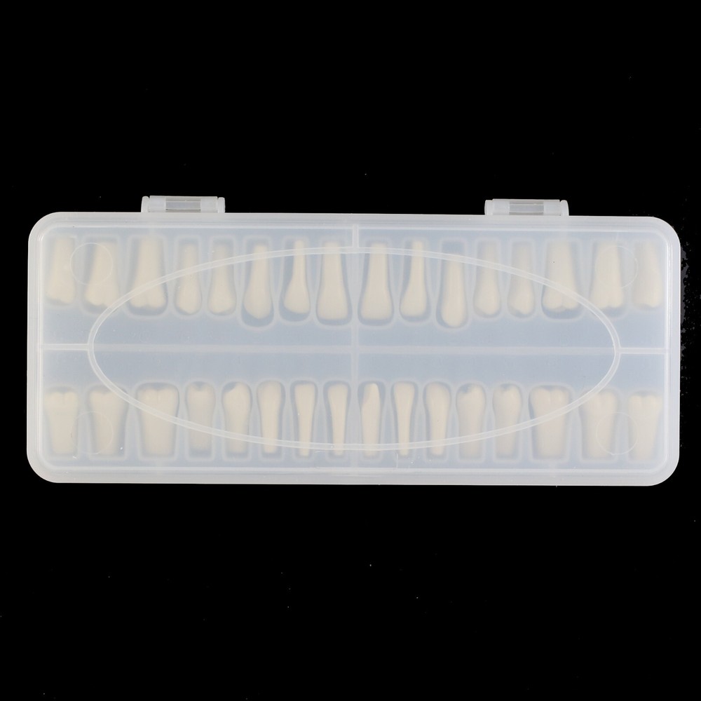 Columbia 860 Type Dental Simulation 32PCS Teeth Typodont Model Exam Teaching
