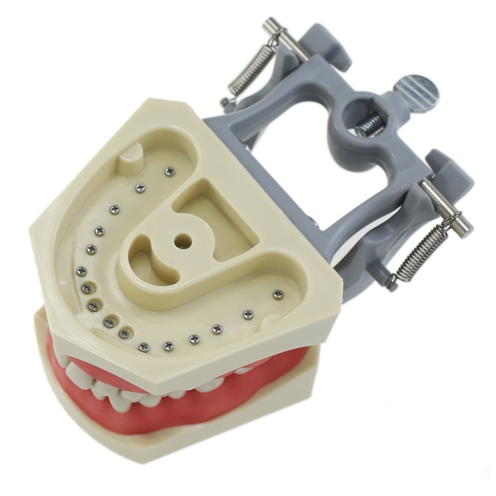 Columbia 860 Type Dental Typodont Teaching Exam Model Removable 32PCS Teeth