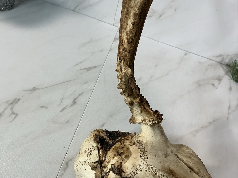 ANIMAL DEER SKULL WITH ANTLERS