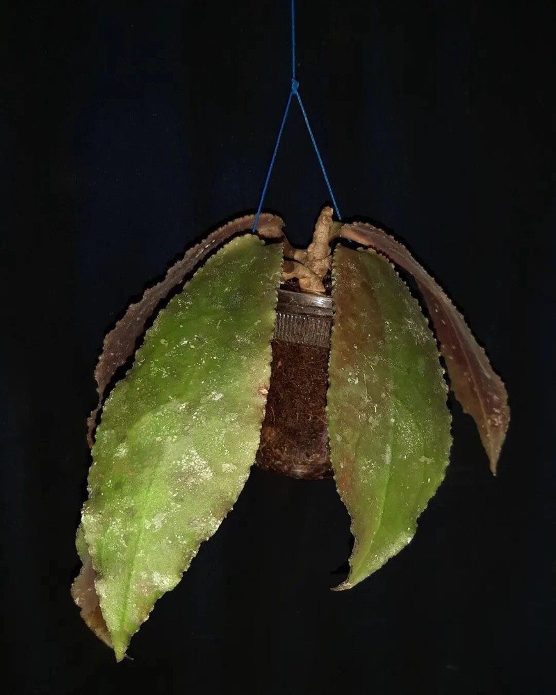 Hoya Undulata with Phytosanitary Certificate / DHL Express