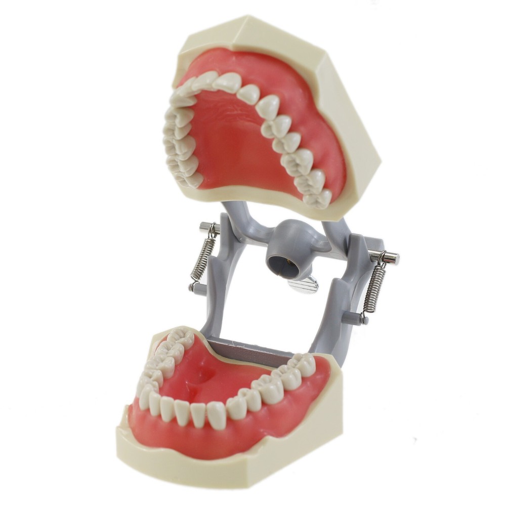 Columbia 860 Type Dental Typodont Model Exam Restorative 32PCS Teeth Removable