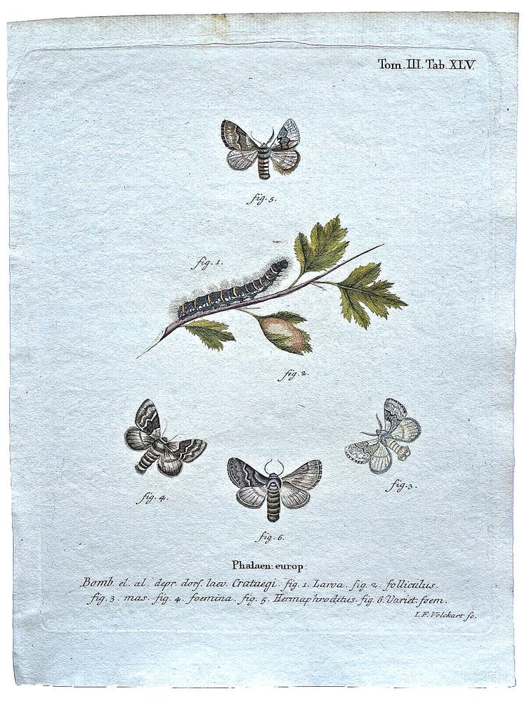 1777 ESPER Hand-Colored Engraved BUTTERFLY/MOTH PRINTS (Set #1) - YOU SELECT