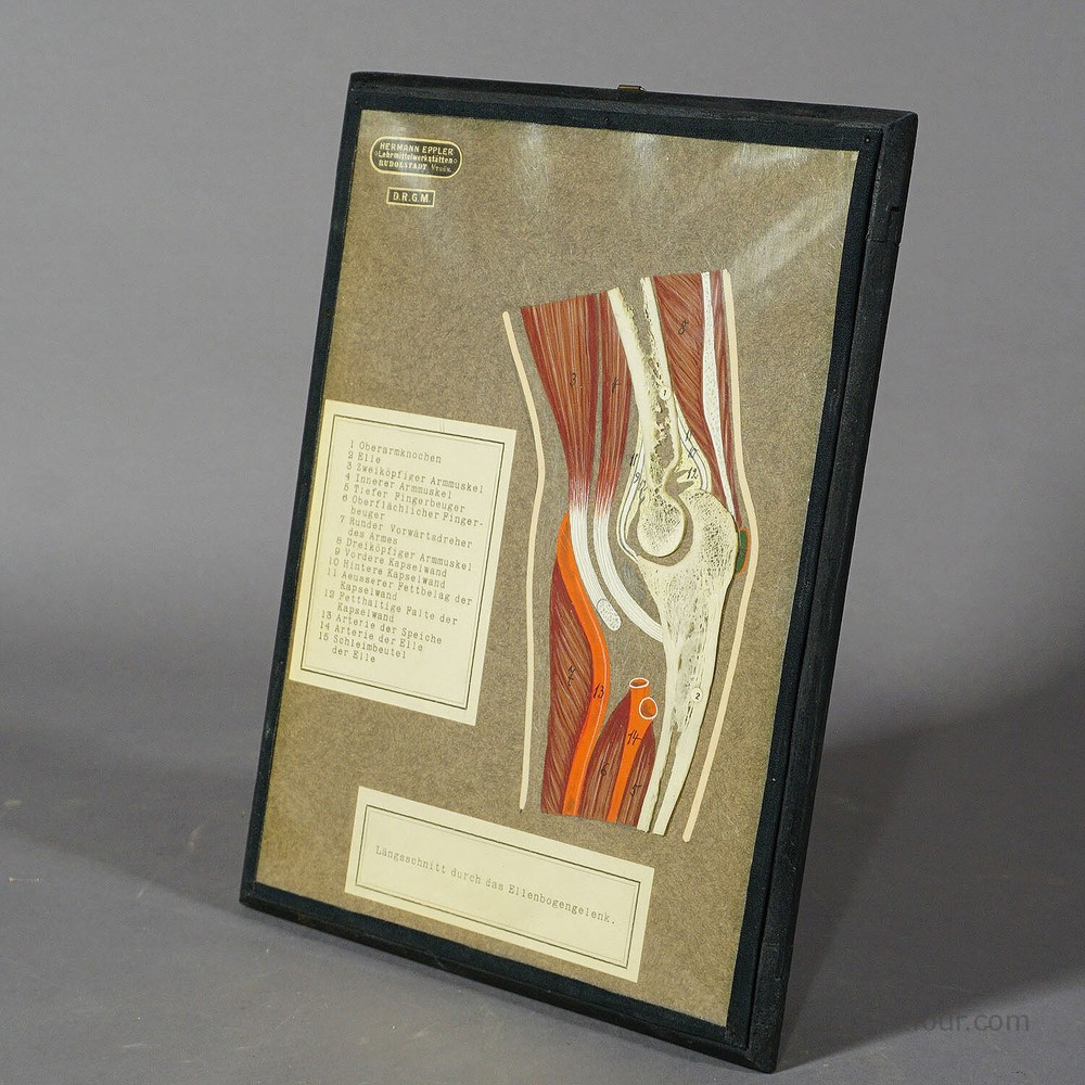 Antique Scientific Visual Aid - Bone Cut of the Human Elbow