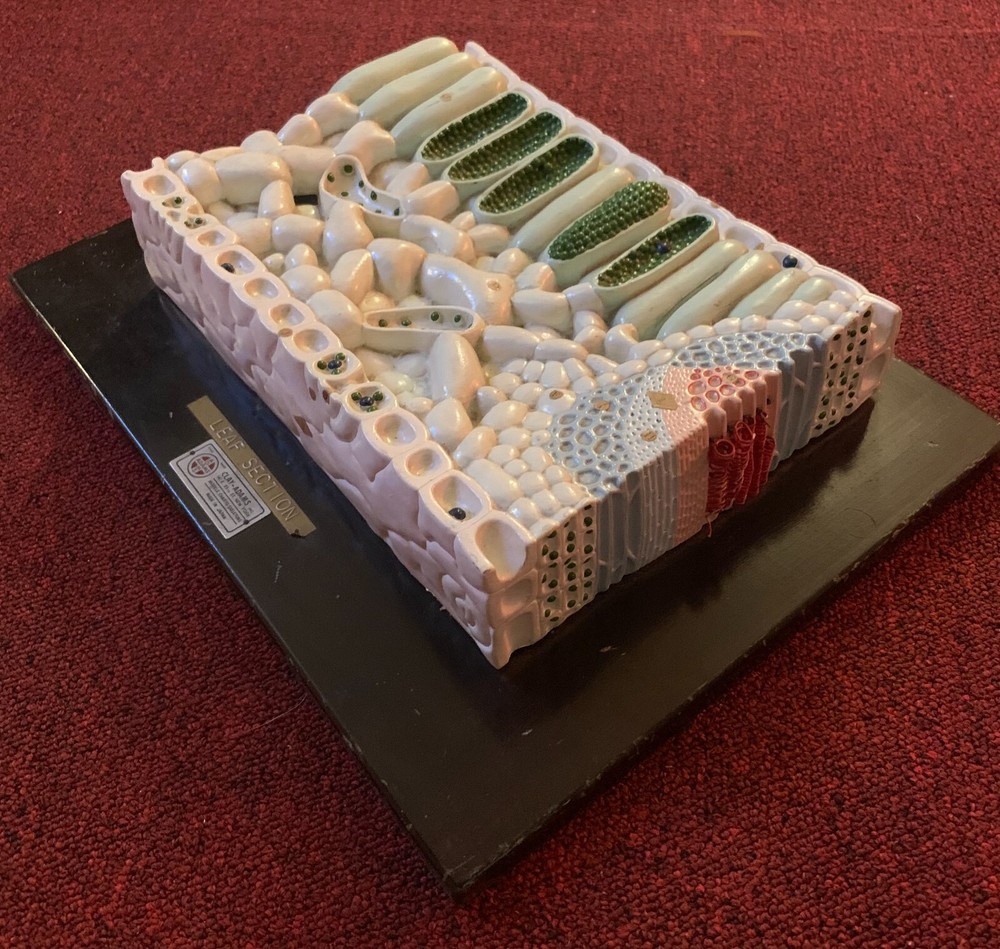 Vintage 3D Biological Leaf Section Model Clay Adams