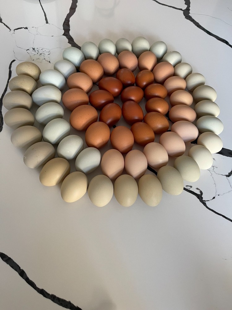 Rainbow Hatching Eggs 1 dozen /12 eggs